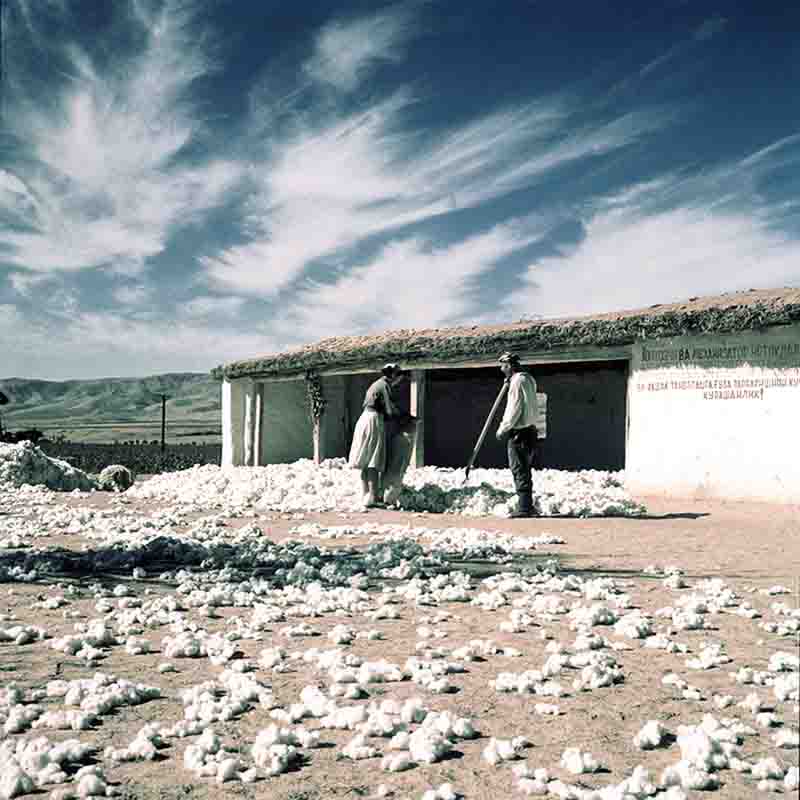 Cotton Pickers Armenia 1956