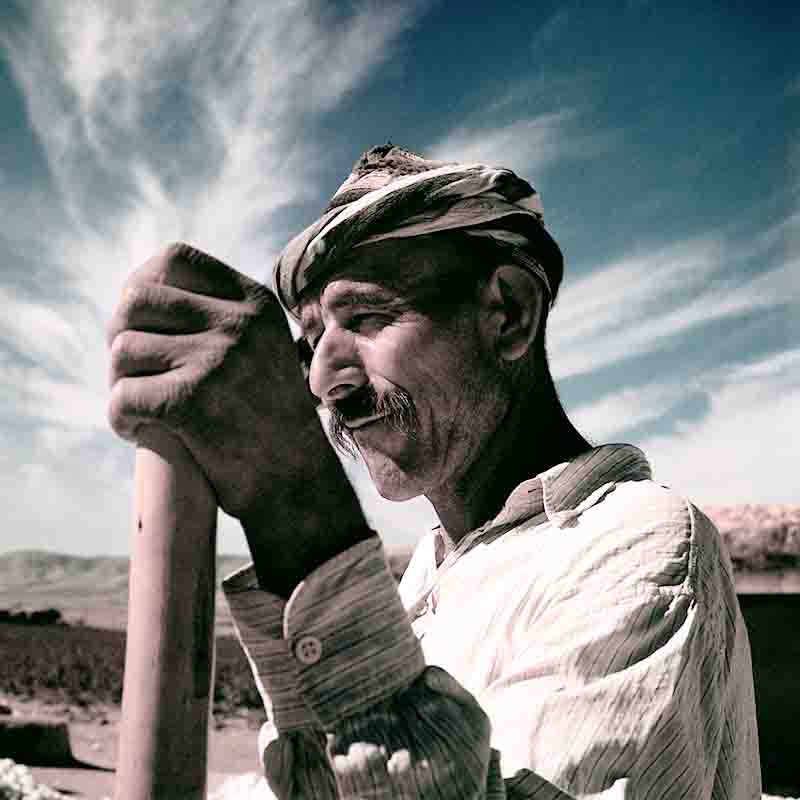 Cotton Picker Armenia 1956