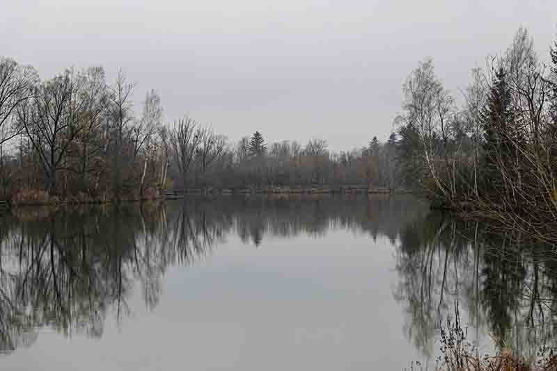 Forest landscape reflected in a lake