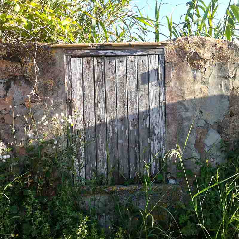 Wooden door in an overgrown wall