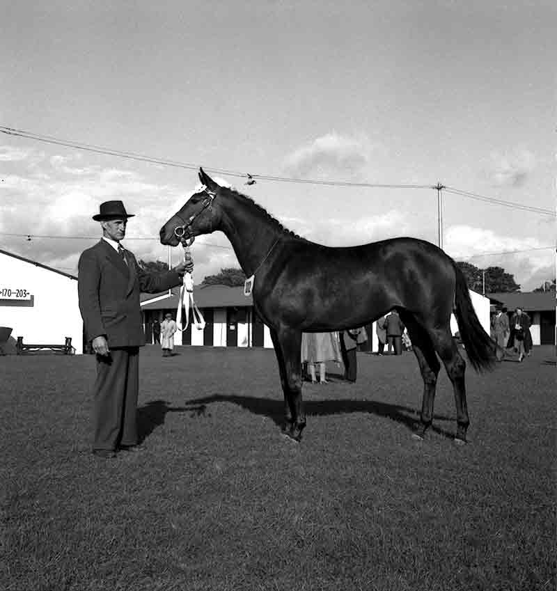 Racehorse and owner at Horse show in Dublin